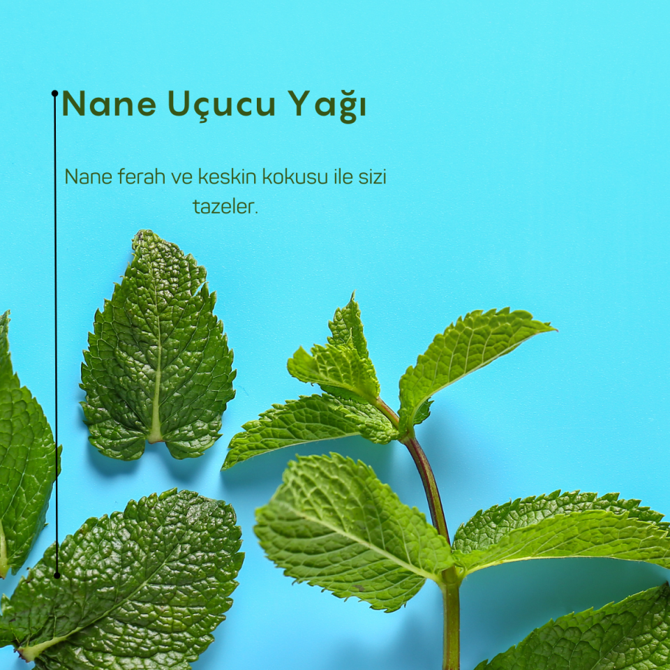 İngiliz Nanesi Uçucu Yağı 10ml