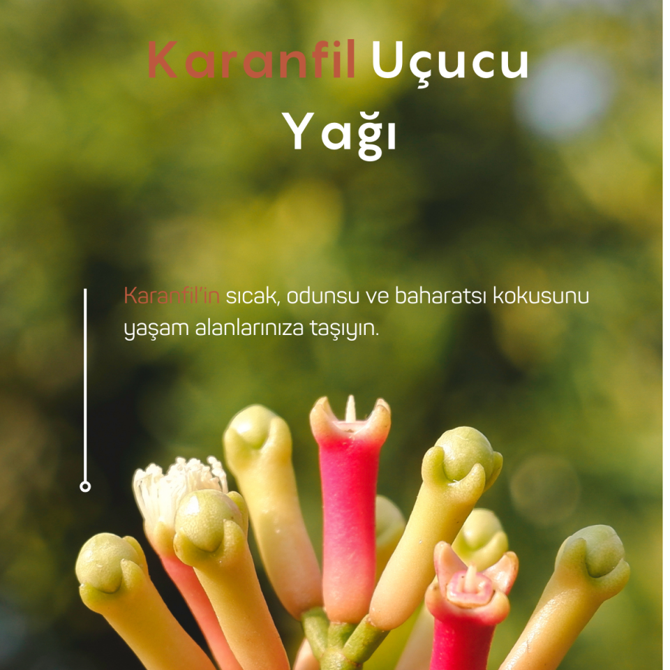 Karanfil Uçucu Yağı 10ml